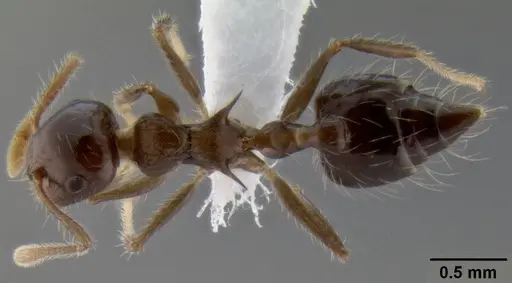 Crematogaster mesonotalis specimen CASENT0193622 image casent0193622_1