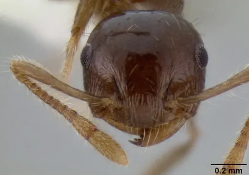 Crematogaster mesonotalis specimen CASENT0193622 image casent0193622_2