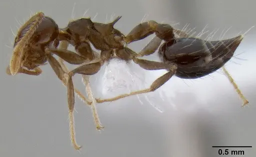 Crematogaster mesonotalis specimen CASENT0193622 image casent0193622_3