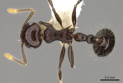 Crematogaster mesonotalis specimen CASENT0914540 image casent0914540_1