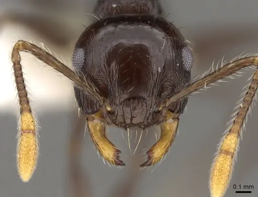 Crematogaster mesonotalis specimen CASENT0914540 image casent0914540_2