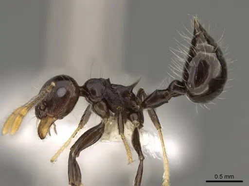 Crematogaster mesonotalis specimen CASENT0914540 image casent0914540_3