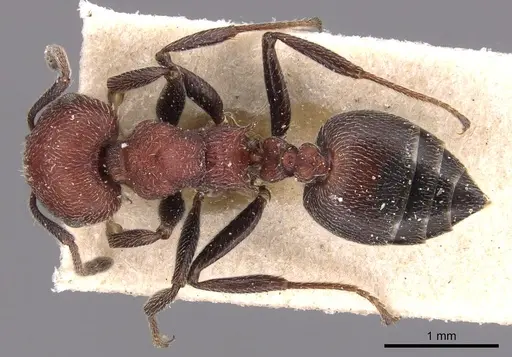 Crematogaster mimosae specimen CASENT0904507 image casent0904507_1