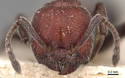 Crematogaster mimosae specimen CASENT0904507 image casent0904507_2