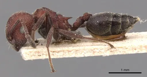 Crematogaster mimosae specimen CASENT0904507 image casent0904507_3