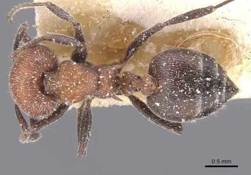 Crematogaster mimosae specimen CASENT0912704 image casent0912704_1
