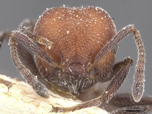Crematogaster mimosae specimen CASENT0912704 image casent0912704_2
