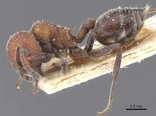 Crematogaster mimosae specimen CASENT0912704 image casent0912704_3