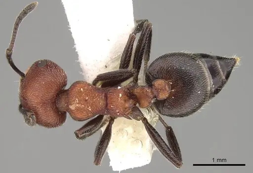 Crematogaster mimosae specimen CASENT0914297 image casent0914297_1