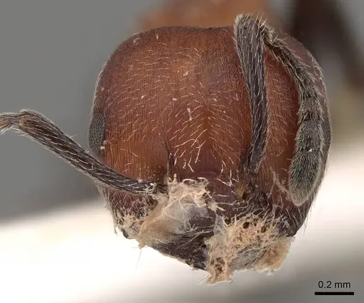 Crematogaster mimosae specimen CASENT0914297 image casent0914297_2