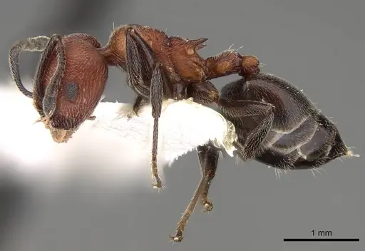 Crematogaster mimosae specimen CASENT0914297 image casent0914297_3