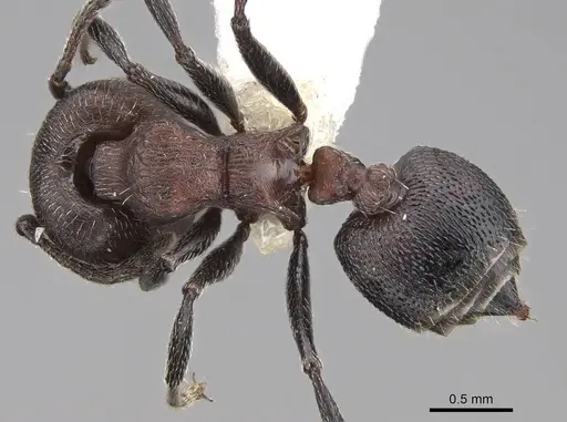 Crematogaster mimosae specimen CASENT0922652 image casent0922652_1