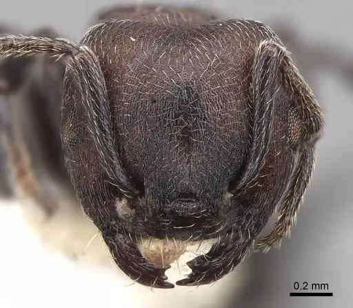 Crematogaster mimosae specimen CASENT0922652 image casent0922652_2