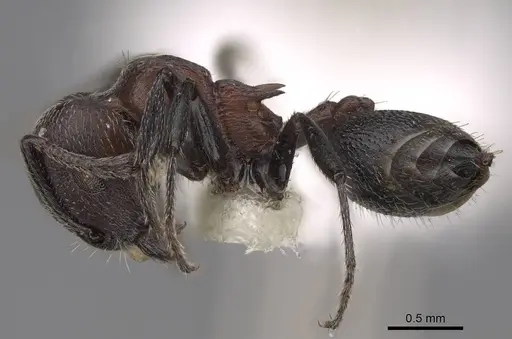 Crematogaster mimosae specimen CASENT0922652 image casent0922652_3