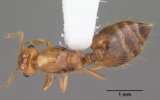 Crematogaster minutissima specimen CASENT0103788 image casent0103788_1