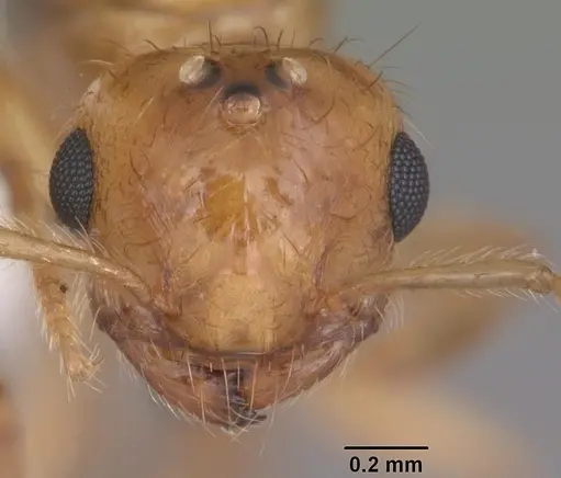 Crematogaster minutissima specimen CASENT0103788 image casent0103788_2