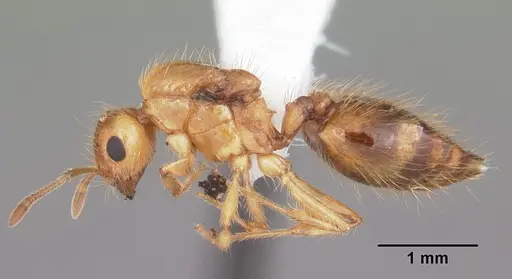 Crematogaster minutissima specimen CASENT0103788 image casent0103788_3