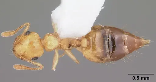 Crematogaster minutissima specimen CASENT0103789 image casent0103789_1