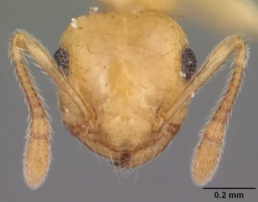 Crematogaster minutissima specimen CASENT0103789 image casent0103789_2