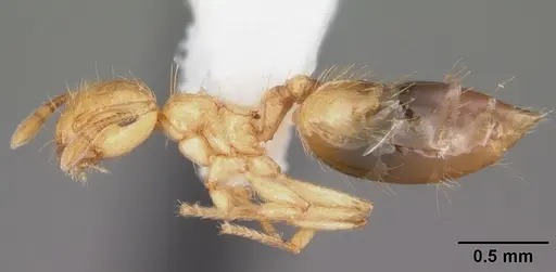 Crematogaster minutissima specimen CASENT0103789 image casent0103789_3