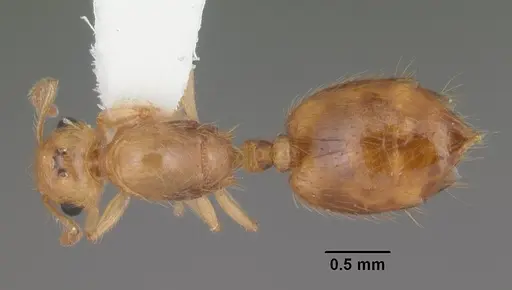 Crematogaster minutissima specimen CASENT0103791 image casent0103791_1