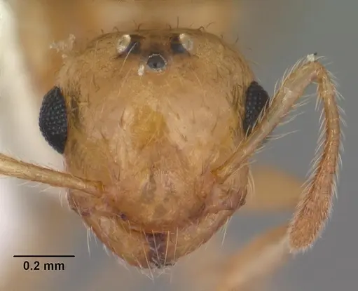 Crematogaster minutissima specimen CASENT0103791 image casent0103791_2
