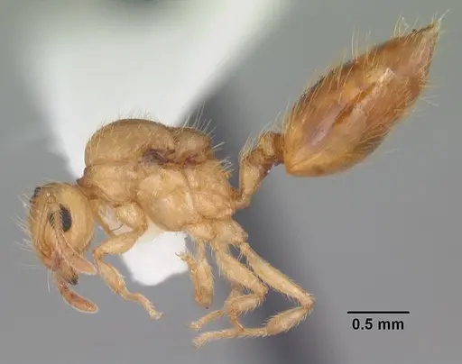Crematogaster minutissima specimen CASENT0103791 image casent0103791_3