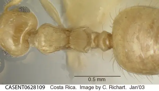 Crematogaster minutissima specimen CASENT0628109 image casent0628109_1