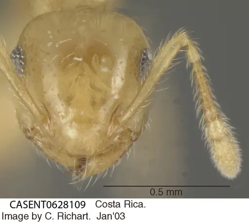 Crematogaster minutissima specimen CASENT0628109 image casent0628109_2