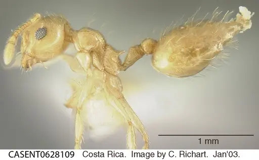 Crematogaster minutissima specimen CASENT0628109 image casent0628109_3