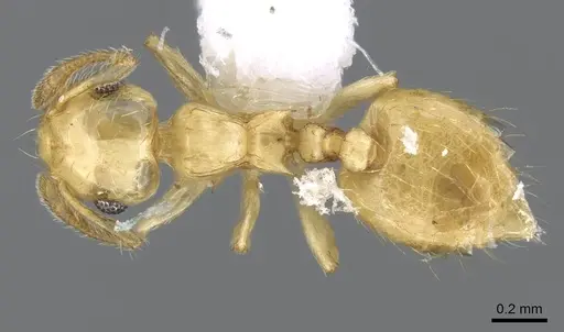 Crematogaster minutissima specimen CASENT0914573 image casent0914573_1