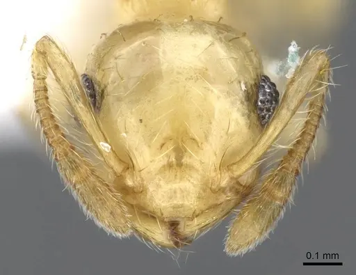 Crematogaster minutissima specimen CASENT0914573 image casent0914573_2