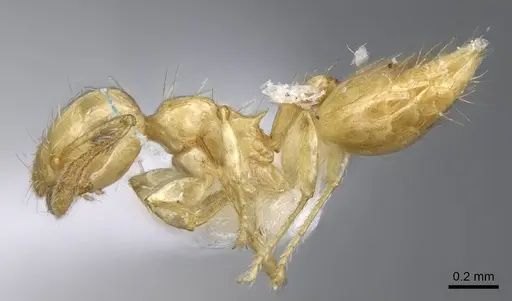 Crematogaster minutissima specimen CASENT0914573 image casent0914573_3