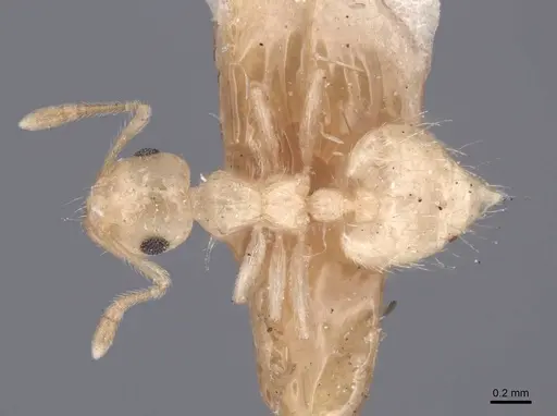 Crematogaster minutissima specimen FMNHINS0000047839 image fmnhins0000047839_1