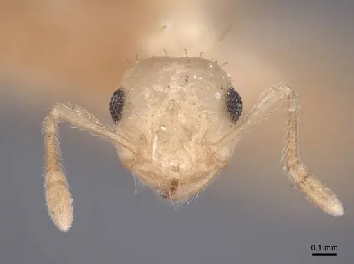Crematogaster minutissima specimen FMNHINS0000047839 image fmnhins0000047839_2