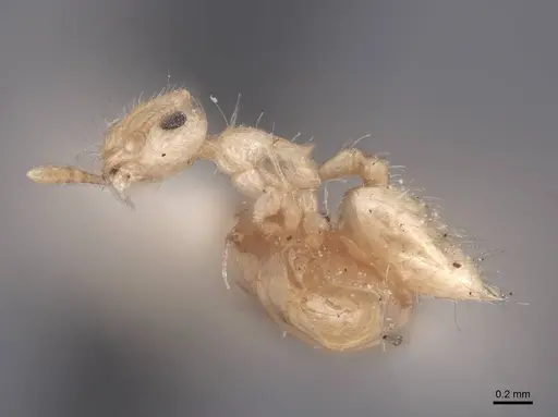 Crematogaster minutissima specimen FMNHINS0000047839 image fmnhins0000047839_3