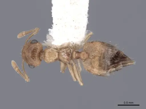 Crematogaster minutissima specimen FMNHINS0000047846 image fmnhins0000047846_1