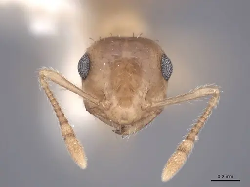 Crematogaster minutissima specimen FMNHINS0000047846 image fmnhins0000047846_2
