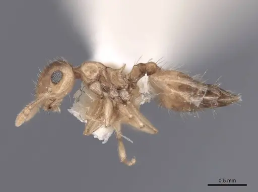 Crematogaster minutissima specimen FMNHINS0000047846 image fmnhins0000047846_3
