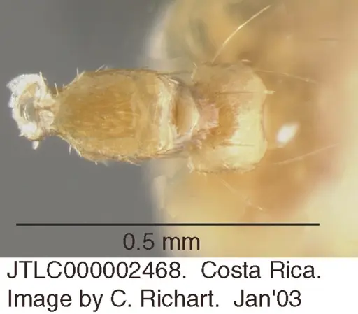 Crematogaster minutissima specimen JTLC000002468 image jtlc000002468_1