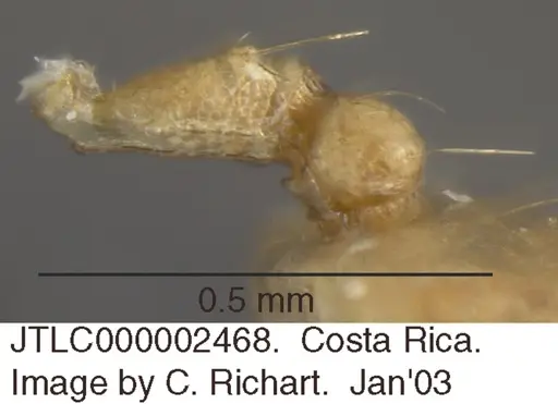 Crematogaster minutissima specimen JTLC000002468 image jtlc000002468_2