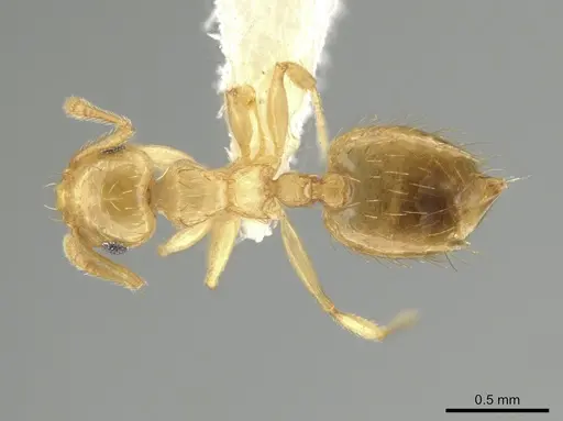 Crematogaster minutissima specimen JTLC000006537 image jtlc000006537_1