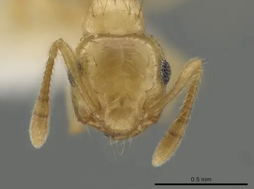 Crematogaster minutissima specimen JTLC000006537 image jtlc000006537_2