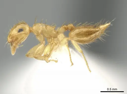 Crematogaster minutissima specimen JTLC000006537 image jtlc000006537_3