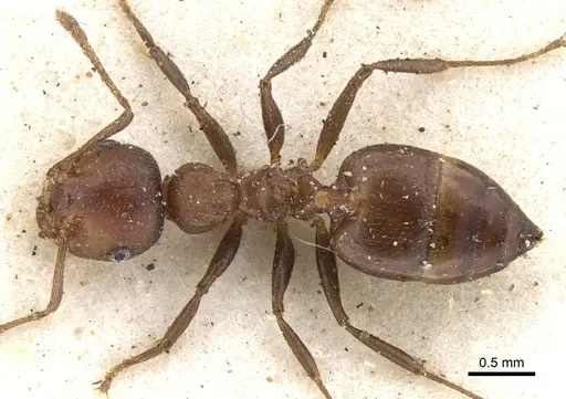 Crematogaster misella specimen CASENT0902091 image casent0902091_1