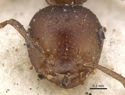 Crematogaster misella specimen CASENT0902091 image casent0902091_2