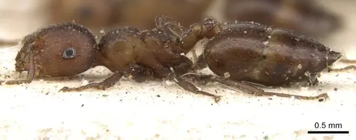 Crematogaster misella specimen CASENT0902091 image casent0902091_3