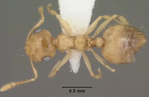 Crematogaster missouriensis specimen CASENT0102833 image casent0102833_1