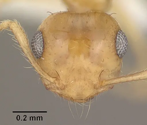 Crematogaster missouriensis specimen CASENT0102833 image casent0102833_2