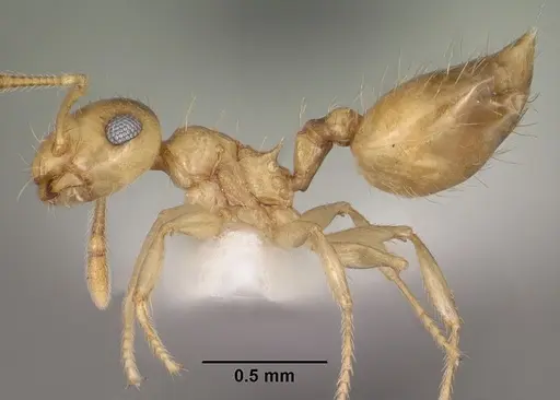 Crematogaster missouriensis specimen CASENT0102833 image casent0102833_3